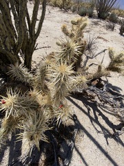Cylindropuntia sanfelipensis