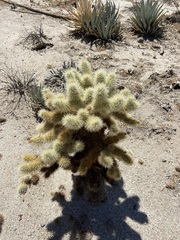 Cylindropuntia bigelovii