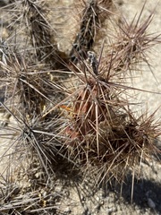 Grusonia kunzei