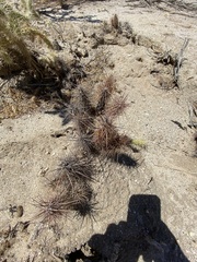 Grusonia kunzei