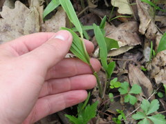 Uvularia floridana