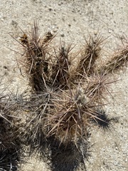 Grusonia kunzei