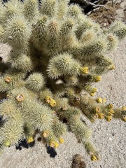 Cylindropuntia bigelovii