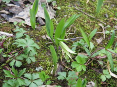 Uvularia floridana
