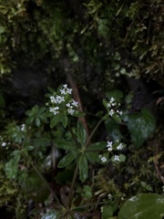 Galium echinocarpum