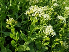 Lepidium draba