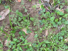 Erigenia bulbosa