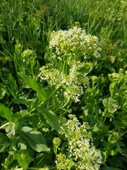 Lepidium draba