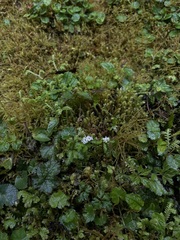 Sanicula petagnioides