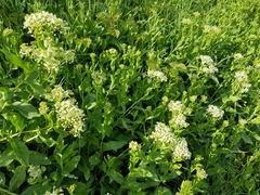 Lepidium draba