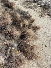Grusonia kunzei