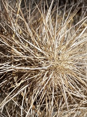 Grusonia kunzei