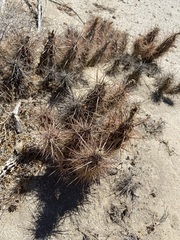 Grusonia kunzei