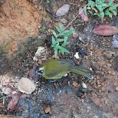 Pycnonotus penicillatus