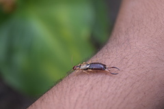 Forficula auricularia