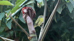 Hylophilus thoracicus