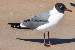 Leucophaeus atricilla