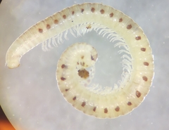 Proteroiulus fuscus