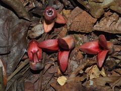 Annona ambotay