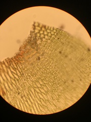 Pterobryopsis mexicana