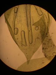 Pterobryopsis mexicana