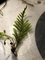 Pterobryopsis mexicana