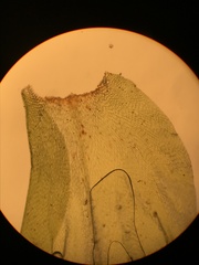 Pterobryopsis mexicana