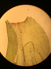 Pterobryopsis mexicana