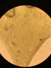 Pterobryopsis mexicana
