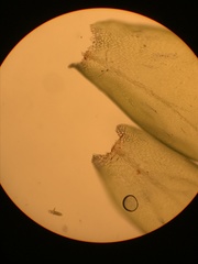 Pterobryopsis mexicana