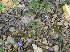 Ranunculus micranthus