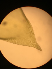 Pterobryopsis mexicana
