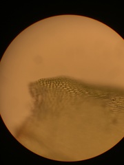 Pterobryopsis mexicana