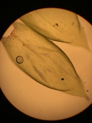 Pterobryopsis mexicana