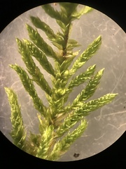 Pterobryopsis mexicana