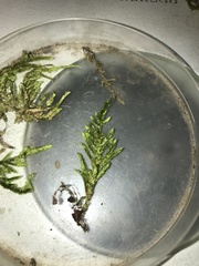 Pterobryopsis mexicana