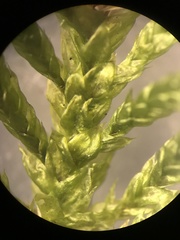 Pterobryopsis mexicana