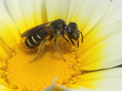 Halictus