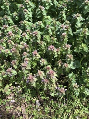 Lamium purpureum