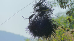 Phacellodomus erythrophthalmus