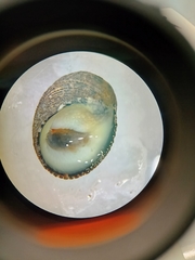 Nerita funiculata
