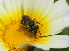 Halictus