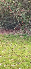 Sciurus vulgaris