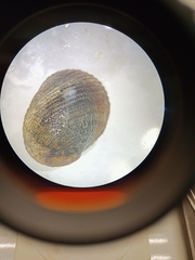 Nerita funiculata