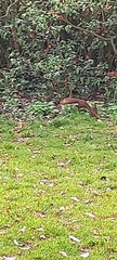 Sciurus vulgaris