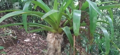 Guzmania sanguinea image