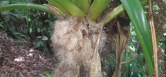 Guzmania sanguinea