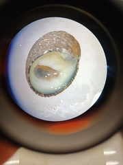 Nerita funiculata