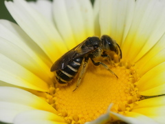 Halictus