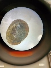 Nerita funiculata